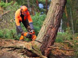 Best Weed Control  in Fort Plain, NY