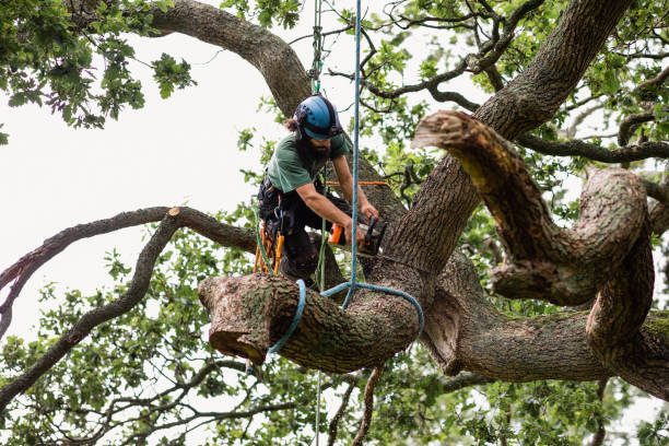 Trusted Fort Plain, NY Tree Care Experts