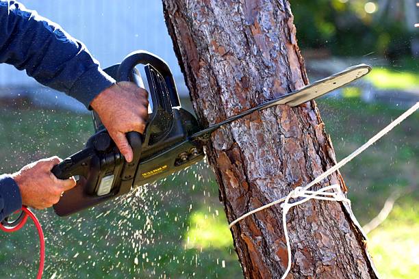 Best Tree Disease Treatment  in Fort Plain, NY