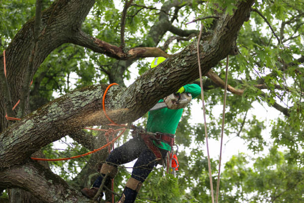 Best Pest Control for Lawns  in Fort Plain, NY