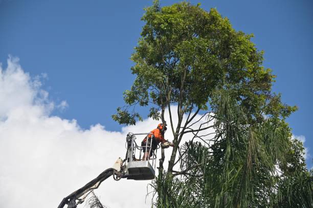 Tree and Shrub Care in Fort Plain, NY