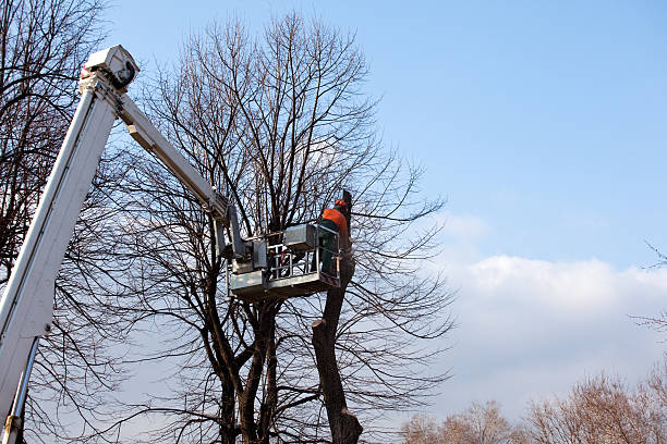 Best Tree Disease Treatment  in Fort Plain, NY